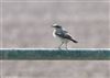 Wheatear