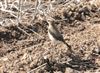 Wheatear