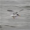 Little Tern