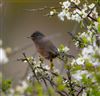 Dartford Warbler