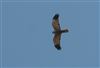 Marsh Harrier