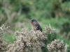 Dartford Warbler