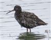 Spotted Redshank