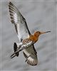 Black-tailed Godwit