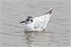 Little Gull