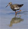 Spotted Redshank