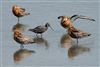 Spotted Redshank