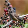 Dartford Warbler