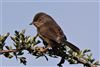 Dartford Warbler