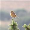 Stonechat