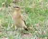 Wheatear