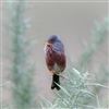 Dartford Warbler