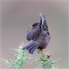 Dartford Warbler