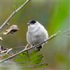 Blackcap