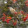 Mistle Thrush