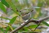 Yellow-browed Warbler