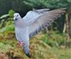 Stock Dove