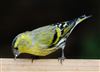 Siskin