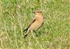 Wheatear