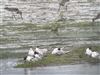 White-winged Black Tern