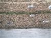 Arctic Tern