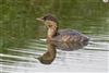 Little Grebe