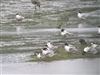 White-winged Black Tern