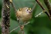 Goldcrest