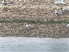 White-winged Black Tern