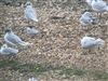 Little Tern