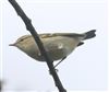 Yellow-browed Warbler