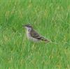 Yellow Wagtail