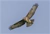 Buzzard