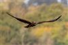 Marsh Harrier