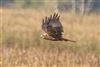 Marsh Harrier