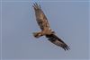 Marsh Harrier