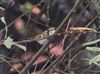 Pallas's Warbler