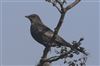 Ring Ouzel