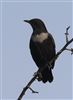 Ring Ouzel