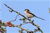 Long-tailed Tit