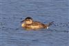 Ruddy Duck