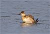 Ruddy Duck