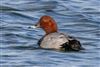 Pochard