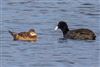 Ruddy Duck