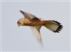 Kestrel