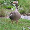 Greenland White-fronted Goose