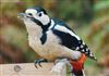 Great Spotted Woodpecker