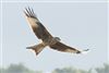 Red Kite