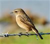 Stonechat