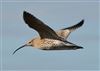 Curlew